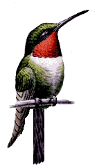 narrow-tailed narrow-tailed.gif